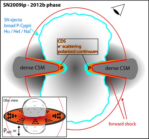 Illustration of a possible configuration for the 2012b phase, after the onset of intense CSM interaction. A toroidal distribution of dense CSM gives rise to strong shocks, electron scattering, and a luminous polarized continuum (marked by a bold-faced ‘P’). At the same time, diluted yet persistent broad P-Cygni lines from 2012a indicate an underlying SN photosphere from fast ejecta that have not participated in strong CSM interaction. With respect to the observer, fast He/Na-rich ejecta in a quasi-Hubble flow could partially obscure the inner polarized continuum, resulting in the sharp polarization ‘enhancements’ we see at specific velocities (see Figs 5 and 6).