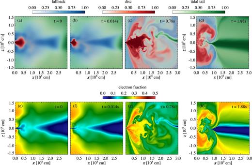 Snapshots in the evolution of the high-resolution 2D model C2d-res, which evolves the entire merger remnant (disc+dynamical ejecta) including the effects of shear viscosity and neutrinos. The upper four panels (a)–(d) show the mass fractions of passive scalars that trace the different components of the system as defined in Section 2.2: disc (red), fallback (blue), and tidal tail (green). The lower four panels (e)–(h) show electron fraction. Note the change in x- and z-scale in panels (d) and (h).