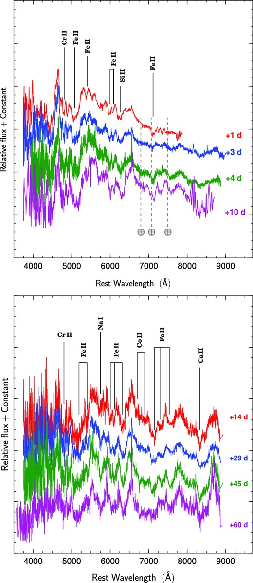 Spectral evolution of SN 2013en. The phases marked are relative to date of R maximum. The spectra have been corrected for the redshift of the host galaxy and for the reddening (assuming E(B − V)tot ∼ 0.5 mag). Line identification is based on Branch et al. (2004). For clarity the spectra have been shifted vertically, residual telluric absorption lines are marked with ‘⊕’ symbols.