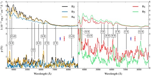 Flux and polarization spectra at 21 d after explosion for five different viewing angles (see Fig. 2). Observers in the orbital plane (black, blue and orange, left-hand panels) typically see brighter and less polarized spectra than those out of the plane (red and light green, right-hand panels). Black vertical lines and labels provide identifications between polarization peaks and some individual spectral transitions for light and intermediate-mass elements. The error bars mark the averaged Monte Carlo noise level in the polarization spectra below (blue) and above (red) 6400 Å, estimated as in Bulla et al. (2015). Polarization spectra are Savitzky–Golay filtered on a scale of 3 pixels (∼40 Å) for clarity. The model flux is given for a distance of 1 Mpc.