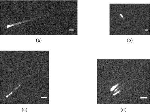 The different morphologies used to classify meteor events. The scale bar in each figure corresponds to 100 m. (a) shows a distinct trail (continuous fragmentation) and a smeared head, (b) shows a meteor with a short trail (negligible fragmentation) and a round head, (c) shows a meteor experiencing gross fragmentation, and (d) is a meteor showing transverse fragmentation.
