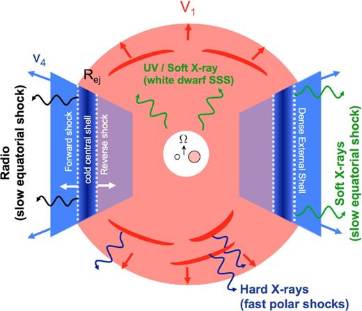 Proposed scenario for the locations of X-ray and radio-emitting shocks. A slow outflow is ejected first, its geometry shaped into an equatorially concentrated torus (blue). This is followed by a faster outflow or continuous wind with a higher velocity and more spherical geometry (red). The fast and slow components collide in the equatorial plane, producing powerful radiative shocks (Fig. 2) which are responsible for the gamma-ray emission on time-scales of weeks and the non-thermal radio emission on a time-scale of months. Adiabatic internal shocks within the fast, low-density polar outflow power hard ≫keV thermal X-rays and possibly radio emission at very early times. Slower equatorial shocks produce the non-thermal radio peak on a time-scale of months and softer X-rays (kT ≲ keV), which are challenging to detect due to their lower luminosity and confusion with supersoft X-rays from the white dwarf. The direction of the binary orbital angular velocity Ω is indicated by an arrow.