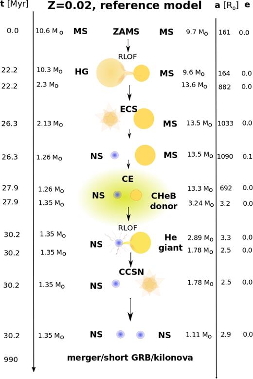 Example evolution of a typical merging DNS progenitor from our simulations, shown for the reference model (see Section 3.1) and solar metallicity ( Z⊙ = 0.02). ZAMS form most likely with relatively small masses ∼10 M⊙ and pass through a stable RLOF phase before the first core-collapse event. The first NS forms in an ECS with no natal kick. The binary passes through the CE phase initiated by CHeB star, shrinking the orbit and leaving behind a helium star, which later on again overfills its Roche lobe and initiates another phase of stable MT. The second supernova occurs and a DNS system is formed, gradually decreasing its separation due to emission of gravitational waves until both stars merge, leading to a strong gravitational wave signal, sGRB and kilonova emission.