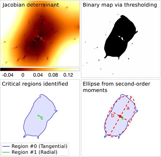Illustration of the critical curve recognition for a region centred on a cluster-scale detection. Top left: Jacobian determinant. Top right: Binary map $B(\boldsymbol{\theta })$ from thresholding. Bottom left: Detected regions and their contours, displayed as filled polygons. Bottom right: Ellipse from the moment calculation for the tangential critical curve.