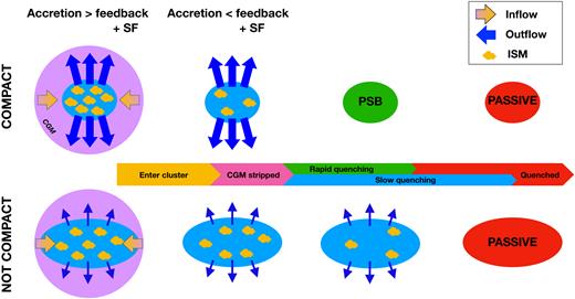 Diagram illustrating the different environmental quenching pathways followed by high-SSFR galaxies depending on whether they are compact (top row) or not (bottom row). The ellipses represent the location of the stars, the yellow clouds represent the ISM and the purple circles are the CGMs. The blue arrows pointing outwards from the galactic disc represent the outflows, stronger on the top sequence. The yellow arrows pointing inward represent the inflow of gas, which stops immediately as the galaxy comes in contact with the ICM. In the compact SF1 case, the strong outflows expel most of the ISM in a short time-scale, which rapidly quenches the galaxy leading to the PSB phase. Non-compact SF1 galaxies host weaker outflows, therefore they are able to sustain their star formation over a longer period of time. However, the end state for both pathways is a red, quiescent galaxy.