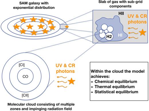 A schematic representation of the model presented in this work. Galaxies are represented by an exponential distribution of gas. An annulus of gas within a galaxy consists of ionized, atomic, and molecular gas. The molecular gas is made up by a number of molecular clouds sampled following a molecular cloud mass distribution function. Their sizes are set as a function of the molecular cloud mass and the external pressure acting on the molecular clouds. The individual molecular clouds are made up by radially stratified spheres illuminated by a far-UV (FUV) radiation field and CRs. The molecular clouds are not necessarily assumed to have a fixed average density, but can have a radial density profile. The initial abundance of carbon and oxygen in the ISM is set by the output of the SAM. Within every cloud, the model achieves chemical, thermal, and statistical equilibrium.
