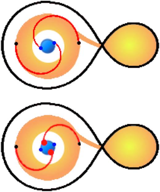 Schematic drawing of the phase shifts of the double humps during the brightenings. The secondary is filling its Roche lobe and is transferring matter onto the white dwarf via an accretion disc. Owing to tidal instabilities in the accretion disc due to the interaction with the secondary, spiral shocks originating in the outer disc (black dots) propagate towards the centre. In order to generate the humps observed in the light curve during the brightenings, the inner part of the disc must be hot and optically thin, extending in latitude above the orbital plane, illustrated as the white region in the inner part of the disc of this cartoon (the scale is exaggerated). Top: during quiescence the spiral arms are phase locked. The corresponding hot spots cover ≃10 per cent of the white dwarf surface. Bottom: during the brightenings, the sound speed increases in the disc and the opening angle of the spiral arms becomes larger. As a result of the enhanced mass accretion rate, the area of the bright spots increases and they undergo phase shifts of up to ≃90° (red dots) with respect to their location in quiescence (blue dots), i.e. they are observed to be delayed with respect to quiescence.