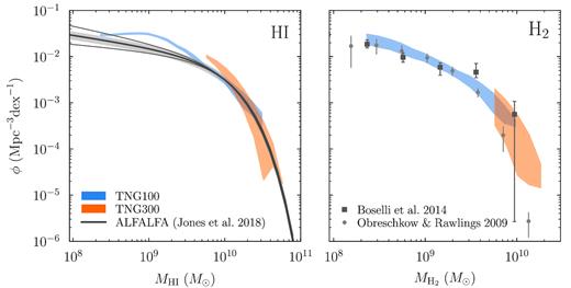 Mass functions of atomic (left) and molecular (right) hydrogen at z = 0. The grey lines and points correspond to various observational measurements (Section 2.2), namely the ALFALFA H i mass function of Jones et al. (2018) and the H2 mass function of Boselli et al. (2014b). The simulation data were mock-observed to match their respective apertures. The H2 data of Obreschkow & Rawlings (2009) are shown only for comparison. TNG100 and TNG300 are relatively well converged and generally match the data. At low masses, however, the H i mass function is overestimated by a factor of 2–3. Given the 1σ observational uncertainties in the normalization and low-mass slope (shown as a shaded area and as thin grey lines, respectively), the disagreement is statistically significant. Any disagreement with the observed H2 mass functions is not significant given the systematic uncertainties in our modelling and in the CO-to-H2 conversion.