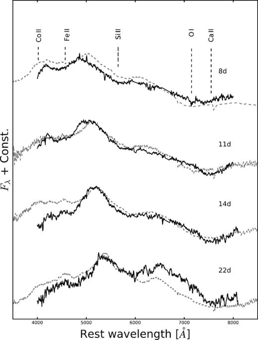 Spectra of SN 2016jca (black) and SN 1998bw (grey dotted) (Iwamoto et al. 1998) at t = 8, 11, 14, and 22 rest-frame days after explosion. The spectra are in the rest frame, corrected for Galactic extinction (E(B − V)Gal = 0.028 and 0.052 mag, respectively) and host-galaxy subtracted.