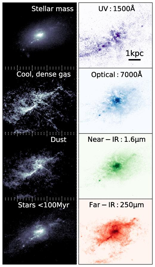 The wavelength-dependent morphology of galaxy A1 at z = 4.38. The left-hand panels show the projected distributions of stellar mass, cold, dense gas mass, dust mass, and stars formed within $100\, \rm {Myr}$ (intrinsic properties of the galaxy). The right-hand panels show the skirt-predicted images at different rest-frame wavelengths. The morphology is strongly dependent on the wavelength. The galaxy appears clumpy and extended in the rest-frame UV but more ordered at longer wavelengths. The colour scales are logarithmic and span the 70th to 99th percentiles of the flux distribution of each panel to highlight the qualitative differences in morphology.