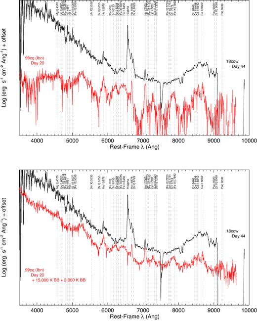 (Top) Comparison of AT 2018cow (black) with the Type Ibn SN 1999cq (red). (Bottom) The spectrum of SN 1999cq is combined with 15 000 K and 3000 K blackbody spectra that represents the optically thick photosphere and an additional dust component. Many high-ionization spectral lines typically seen in interacting SNe are labelled, but not all are necessarily identified in each spectrum.