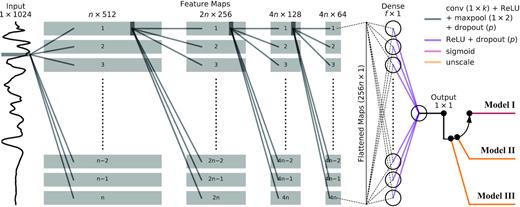Schematic of the common neural network architecture used by each of the three fully independent networks that constitute Models I–III (which collectively comprise deepSIP). A set of n feature maps is computed from the pre-processed input spectrum and down-sampled using max pooling (the resulting maps are indicated by grey boxes). This operation is then recursively applied to the down-sampled feature maps a total of three additional times, with the number of feature maps doubling for all but the last set. The final set of down-sampled feature maps is then flattened into a vector of length 256n and fed through a fully connected layer consisting of f neurons before reaching the output neuron. Then, depending on the model, a final operation is performed to transform the raw output of the network into the appropriate context (‘probabilities’ in the case of Model I or dimensional phase or Δm15 values for Models II and III, respectively). The convolution kernel, k, the number of feature maps generated by the first convolutional layer, n, and the number of neurons in the fully connected layer, f, are all hyperparameters whose preferred value depends on the specific model. A dropout layer with dropout probability p follows each weight layer aside from the output neuron.