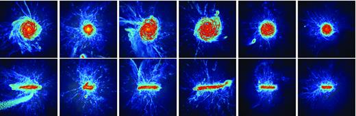 Same as Fig. 2 but showing the gas density. Red indicates higher gas density, blue-black indicates lower density. The scale of the box is 50 kpc across, highlighting the nearby circum-galactic medium.