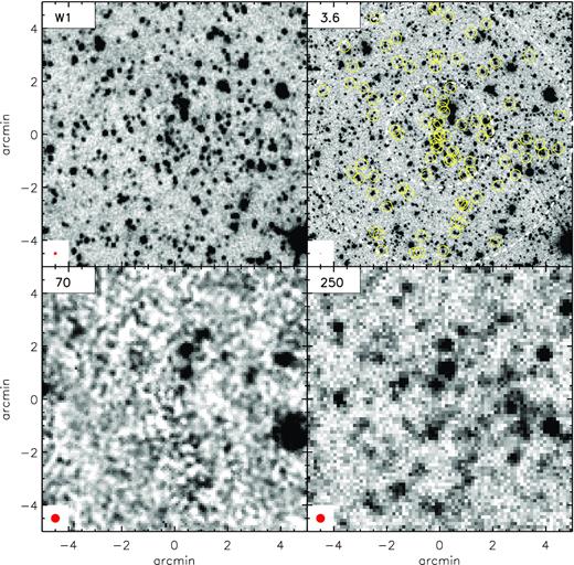 A 10 arcmin × 10 arcmin image centred around ISCS J1425.6+3403, a galaxy cluster at z = 1.09, is shown in the WISE W1 (top left), IRAC 3.6$\, \mu$m (top right), MIPS 70 $\, \mu$m (bottom left), and SPIRE 250 $\, \mu$m band (bottom right), respectively. Image point spread function FWHM is indicated by a red circle at bottom left corner of each panel. All photometric redshift member candidates are marked as the yellow circles in the 3.6 $\, \mu$m image, together with 1 and 2.5 Mpc radius circles around the cluster centre. Varying imaging depths and angular resolutions are apparent, highlighting the challenges in studying the properties of individual cluster galaxies except for the most luminous ones.