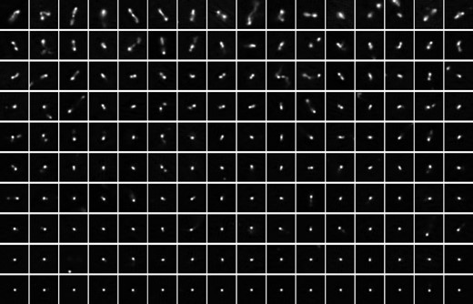 Thumbnails of LoTSS-DR1 sources sorted by similar Haralick features. Each row represents a cluster estimated by hdbscan (Section 3), and for clarity we show the top 16 examples (ranked by membership strength, with the first thumbnail in each row representing the most representative member). Each image subtends 96 × 96 arcsec and is linearly scaled between the 0.1–99.9th percentiles. The rows are sequential in terms of their extraction from the hdbscan hierarchical tree structure, and it is clear that the procedure essentially provides a morphological sorting ranging from radio galaxies with pronounced jets and lobes to point sources. Clustering of 10 000 objects took approximately half a second.
