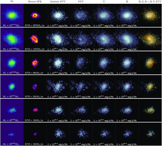 Maps of six sample z = 8 galaxies, ordered by stellar mass. First two columns: stellar mass and recent star formation (young stars with <10 Myr). Galaxy images in each of these two columns are shown on the same colour scale, logarithmically scaled from 100 to 5 per cent of the brightest pixel of the most massive galaxy. Third column: intrinsic rest-frame FUV (1500 Å) images. Following three columns: dust-attenuated rest-frame FUV-, V-, and H-band images. Images in these four columns are shown on the same luminosity colour scale, a logarithmic scale with the maximum the brightest pixel in theH-band image of the most massive galaxy, and the minimum is 0.5 per cent of the brightest pixel in the FUV image of the most massive galaxy. Final column: RGB composite, from the FUV-,V-, andH-band dust-attenuated images. The properties of each galaxy are quoted in the relevant panels. The images show a 6 × 6 kpc2 FOV.