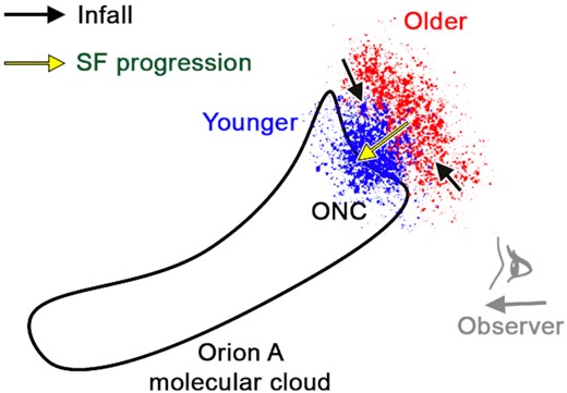A conceptual model showing a side view of the Orion A molecular cloud (corresponding to distance versus δ projection), and the relation of ONC relative to it. The cluster shows the age gradient with distance, with the younger stars located closer to the cloud; direction of star formation propagation is indicated by a yellow arrow. Meanwhile, the northern and southern parts of the cluster are contracting towards the central cluster, indicated by the black arrows.