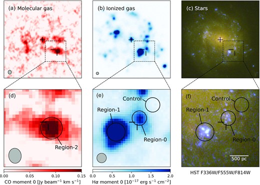 AT2018cow’s host galaxy (upper panels) and local environment (lower panels): (a, d) velocity-integrated intensity maps of the CO (1–0) line emission as observed by ALMA; (b, e) wavelength-integrated flux maps of the Hα line emission as observed by VLT/MUSE; and (c, f) the F336W/F555W/F814W three-colour composite images as observed by HST/WFC3 at t = 714 d. The crosshairs correspond to the position of AT2018cow, and the ‘+’ symbols in the upper panels indicate the centre of the host galaxy. The spatial resolutions of the CO and Hα maps are shown by the grey ellipses/circles in the lower-left corners. The regions defined for environmental analysis are shown as the circles in the lower panels. All images are aligned with north up and east to the left.