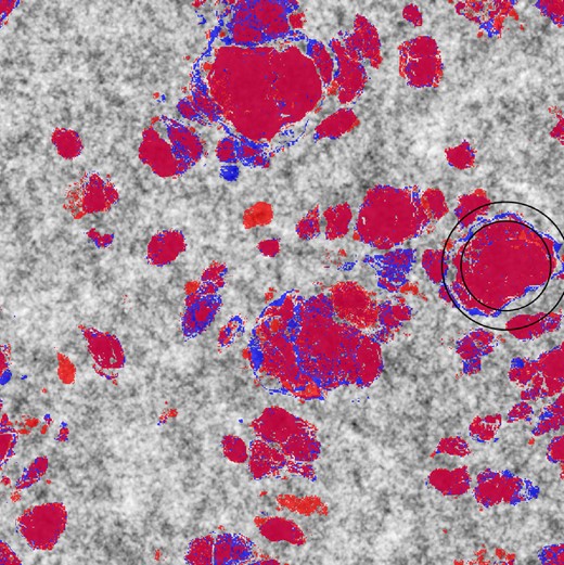 A slice of the initial density field, with IN class particles from GR in blue, and IN class particles from F4 in red. The black circles show a sample of smoothing radii from the feature engineering process.