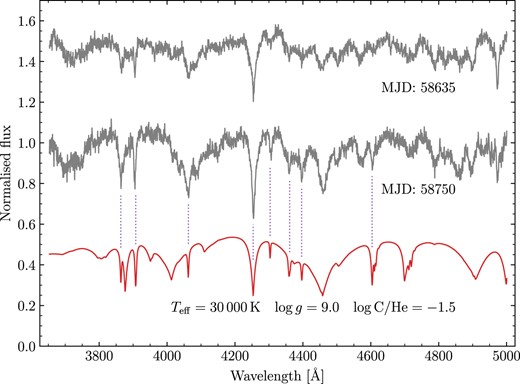 Normalized spectra of WD J2023 − 1446A (grey) with a DQB model shown in red. The spectra and model are offset by 0.5 from one another. The model has been blue shifted by 1050 km s−1 with identified C ii lines indicated by the dotted purple lines.
