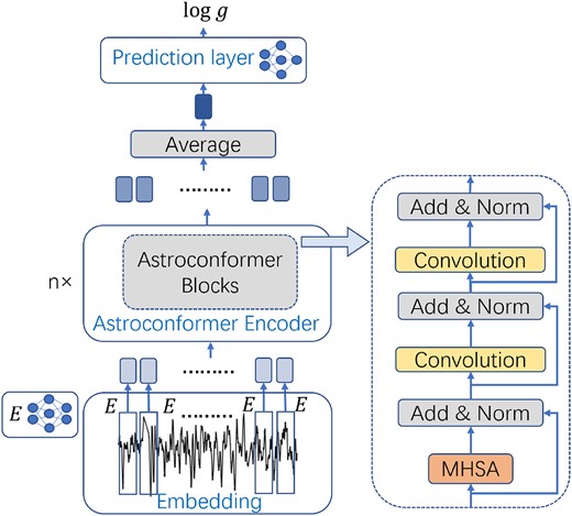 Architecture of Astroconformer. The icon labelled E represents the MLP employed in the model. Stellar light curves are partitioned into patches of size 20 (corresponding to a time span of 10 h), each of which is then transformed into a vector via a fully connected layer denoted by E. These vectors are processed through the Astroconformer encoder to extract local and global features. The Astroconformer architecture consists of multiple such blocks, each incorporating a learnable MHSA module followed by two convolutional modules. To facilitate training, skip connections and subsequent layer normalization are applied between every pair of adjacent modules within each Astroconformer block. Vectors output by the Astroconformer encoder are aggregated through average pooling to produce the final representation of the entire light curve. This representation vector is subsequently fed into a final MLP for predicting the log g of stars.