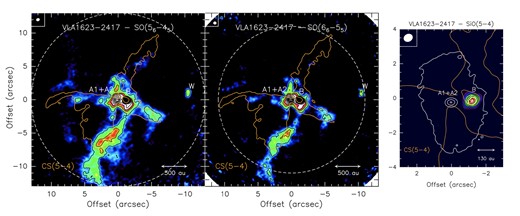 The VLA1623–2417 system as traced by the integrated intensity map (moment 0, colour scale and contours) of SO(56–45) (Left panel), SO(66–55) (Middle), and SiO(5–4) (Right). The SO emission is integrated from –7.6 to + 12.0 km s−1, while that of SiO map from +0.6 to + 5.2 km s−1. First contours of both the SO maps start from 3σ (27 mJy km s−1 beam−1) with intervals of 9σ. First contour of the SiO image start from 5σ (10 mJy km s−1 beam−1) with intervals of 3σ. The synthesized beam (top-left corners) are 0${_{.}^{\prime\prime}}$54 × 0${_{.}^{\prime\prime}}$45 (PA = –74°), for SO(56–45) and SiO(5–4), and 0${_{.}^{\prime\prime}}$47 × 0${_{.}^{\prime\prime}}$45 (PA = + 86°), for SO(66–55). The dashed circles delimitate the FWHM field of view of the ALMA image: 26 arcsec for SO(56–45) and SiO(5–4), and 22 arcsec for SO(56–45). In the right panel, white contours representing selected intensities of the continuum map at 216 GHz (see Fig. 2) are drawn to show the position of the A1+A2, and B protostars. The orange thick contour is the CS(5–4) emission (25σ) which traces the outflow cavity walls associated with VLA1623A1+A2 (from Ohashi et al. 2022).