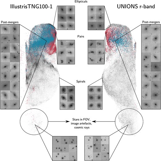 Feature representations for IllustrisTNG100-1 (left) and UNIONS (right). We show the representations generated by UMAPs on the attention features extracted from the SwinTransformers for both the simulations and observations. The UMAPs organize the morphologies in a two-dimensional space such that we can search regions of this space symmetrically between the both domains to extract galaxies that share similarities. We mirrored the UMAP of IllustrisTNG in the x-axis so that we can group the morphologies symmetrically. We colour code by their merger stage, with pairs in red and post-mergers in blue, respectively. The black dots are galaxies not classified as mergers by our ensemble of models. We demonstrate that even though these representations are not perfectly equal, the morphologies of interest are distributed in the same fashion, such that the cluster of post-mergers in the simulations lies in the same region on the observations. Additionally, it is shown that these representations not only organize the merging morphologies but other, more general classes, such as spirals and ellipticals.