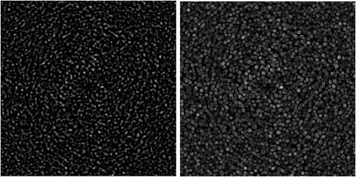 An SNR map (left panel) and the corresponding gradient map (right panel).