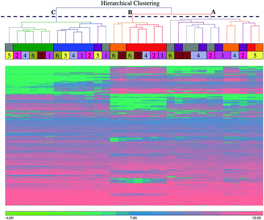 Hierarchical clustering analysis of the detected peaks showing column dendrograms. Hierarchical clustering analysis was performed on the 3828 detected peak intensities using Euclidean distance and average linkage agglomeration methods. The column dendrograms show the clustering of the milk samples. The column dendrograms also show three top-level clusters, identified by letters (A = early to peak infection based on bacterial numbers; B = post peak infection; C = pre-challenge and resolution stage), time points by colours (see inset), and individual cows by numbers. The scale bar shows the intensities in log2 scale. Please note that there are only 32 samples as data from 4 samples were not included after initial quality analysis at raw data level.