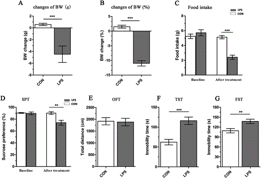 Assessment of the LPS-induced depressive-like model. (A and B) Changes in body weight (BW) during the 24 h following lipopolysaccharide (LPS) exposure. (C) Changes in food intake during the 24 h following LPS exposure. (D) Sucrose preference in the sucrose preference test (SPT) 24 h after LPS treatment. (E) Locomotor activities in the open-field test (OFT) after 24 h LPS exposure. (F and G) Immobility times in the tail suspension test (TST) and forced swimming test (FST), respectively. Values are shown as mean ± SEM (n = 10 mice per group). CON, control group; LPS, LPS-induced depressed group. **p < 0.01, ***p < 0.001, LPS vs. CON. Bars indicate statistical differences between groups.