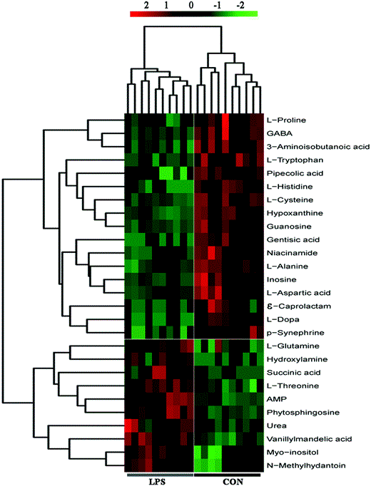 Heatmap visualization of metabolomics data for the hypothalamus. The heatmap was plotted based on the levels of the differential metabolites. The heatmap data were normalized by rescaling between −2 and 2. Distinct separation was observed between control and LPS depressed mice. Rows: Metabolites; columns: samples. The color key indicates the metabolite expression value: red, highest; green, lowest. GABA, gama-aminobutyric acid; AMP, adenosine 5′-monophosphate; ε-caprolactam, epsilon-caprolactam; CON, control group; LPS, LPS-induced depressed group.