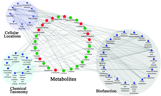 Enrichment map depicting the classification of potential metabolites in LPS mice as compared to that in controls. Schematic of metabolites in terms of cellular locations, chemical taxonomy, and biofunctions based on the annotations of HMDB, KEGG, and PCDB. Metabolites in red were noted to increase in the hypothalamus of LPS mice, and metabolites in green were noted to decrease. Nodes from the same functional category are shown with the same shape and background color.