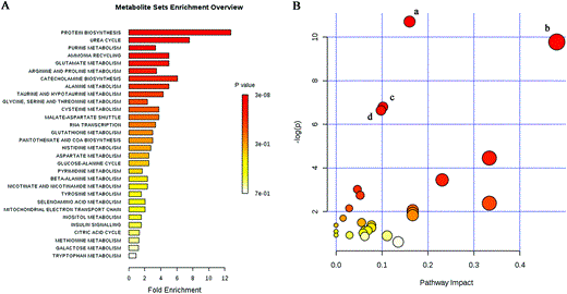 Implication of metabolites in biological processes and metabolism pathways by MetaboAnalyst 3.0. (A) The metabolite set enrichment analysis was implemented to discern differential metabolite sets associated with biological processes under LPS treatment. Protein biosynthesis was the most representative biological process. (B) Summary of metabolism pathway analysis. (a) Aminoacyl-tRNA biosynthesis. (b) Alanine, aspartate, and glutamate metabolism. (c) Arginine and proline metabolism. (d) Purine metabolism.