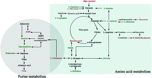 An overview of the hypothalamic metabolic pathways, including amino acid metabolism and purine metabolism, related to LPS-induced depression. Red-labeled metabolites show increased levels in the hypothalamus of LPS-induced depressive-like mice, and blue-labeled metabolites show decreased levels. TCA, tricarboxylic acid; GABA, gama-aminobutyric acid; and AMP, adenosine 5′-monophosphate.