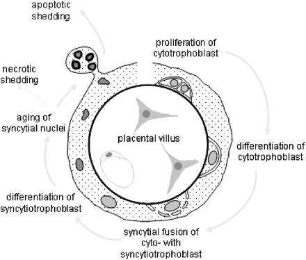 Simplified drawing of the human placental villous structure, showing the cytotrophoblast at different stages of differentiation, syncytial fusion, syncytiotrophoblast differentiation and shedding. (From Huppertz et al., 2002b, reprinted with permission.)