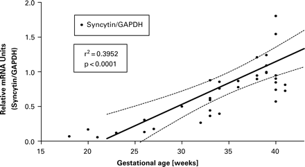 Syncytin gene expression normalized to glyceraldehyde-3-phosphate amounts in normal human placental villi specimens between 18 and 41 weeks of gestation. Linear regression analysis was performed and is presented together with the 95% confidence intervals; our own data, measurements according to methods published earlier (Knerr et al., 1999, 2002a).