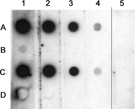 Reactivity of the rabbit antiserum against recombinant psoriasins. Row A: recombinant psoriasin used for immunization (rEcoPso); Row B: crude E. coli extract (control antigen for rEcoPso); Row C: recombinant psoriasin produced in P. pastoris (rPicPso); Row D: control recombinant protein produced in Pichia. All antigens at a concentration of 10 ng of protein per dot. Columns 1–4: series of 10-fold dilutions of the antiserum from 10−3 to 10−6. Column 5: pre-immune serum at 10−3.