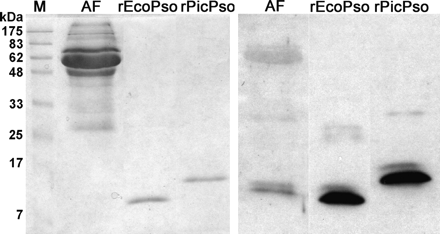 PAGE analysis of full-term amniotic fluid. Left panel: Coomassie Brilliant Blue staining; Right panel: immunoblot with anti-psoriasin immune serum (a dilution of 10−4). M: molecular weight marker; AF: amniotic fluid; rEcoPso and rPicPso: recombinant psoriasins produced in E. coli and P. pastoris, respectively.