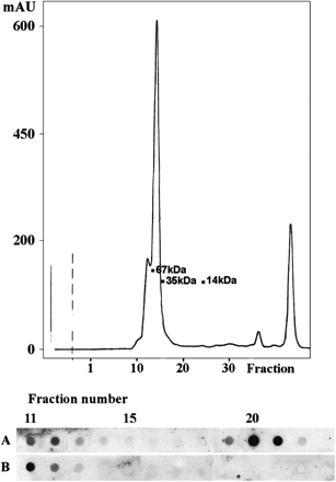 Sephadex gel filtration of full-term amniotic fluid. Upper panel: UV280 absorbance curve of the eluate is shown with molecular weight markers. Lower panel: dot ELISA test of fractions 11–23 with the anti-psoriasin antiserum (Row A) and with the pre-immunization serum (Row B) at dilutions of 10−4.