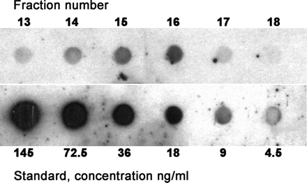 Quantification of psoriasin in amniotic fluid. Dot ELISA was performed on fractions from a Sephadex gel filtration together with a series of 2-fold dilutions of recombinant psoriasin (rEcoPso). Density readings of the dots were used to calculate the concentrations. The antiserum was used at 10−4.