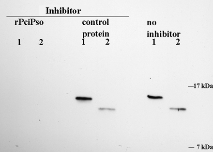 Identification of psoriasin in amniotic fluid with western blot inhibition test. Binding of rabbit antiserum (a dilution of 10−4) on immunoaffinity purified fraction of amniotic fluid was inhibited by recombinant psoriasin (rPicPso), but not by a control recombinant protein (Equ c 1, the major allergen of horse dander). Lane 1: 5 ng rPciPso (the size of protein is ca. 13 kDa); Lane 2: 20 μl of concentrated immunoaffinity purified amniotic fluid (the size of immunoreactive band is ca. 10 kDa).
