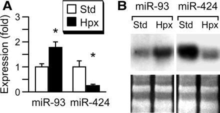 Hypoxia regulates the expression of miR-93 and miR-424 in primary human trophoblast. (A) Reverse transcription and quantitative PCR, with expression in standard conditions defined as one (a representative experiment, n = 4). * denotes P < 0.05. (B) Northern blot, with the lower panel depicting stable expression of 5S/tRNA, detected with SYBR-gold and used for loading control (a representative experiment, n = 3).