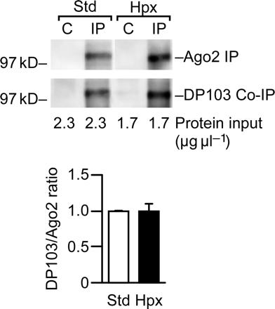DP103 forms a complex with Ago2 in trophoblasts cultured in standard or hypoxic conditions. Protein complexes were precipitated using protein-A bead bound anti-Ago2 antibodies and detected using anti-DP103. Co-immunoprecipitation (a representative experiment, n = 3) was performed as described in Materials and methods, with the total amount of protein input indicated below the gel. The lower graph depicts the ratio between DP103 and Ago2 in standard or hypoxic conditions, with band intensity quantified using densitometry.