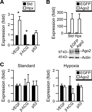 Ago2 expression level is not a limiting factor in trophoblast response to hypoxia. (A) The influence of hypoxia on vascular endothelial growth factor (VEGF), β-hCG and p53 transcript levels in JEG3 cells. Transcript levels were determined in duplicates as described in materials and methods (representative experiments, n = 3). Expression levels are expressed as fold over expression at 24 h, defined as one. *Denotes P < 0.05. (B) Transient over-transfection of Ago2 effectively increased Ago2 mRNA and protein expression levels in JEG3 cells cultured in standard or hypoxic conditions when compared with transfection with an enhanced green fluorescent protein (EGFP)-expressing plasmid control. Ago2 protein overexpression (right panel) resulted in 2–12-fold overexpression of Ago2 (n = 3). The non-specific band described in Figure 4 was again detected below the Ago2 band. (C) The effect of Ago2 overexpression in JEG3 cells on mRNA levels for VEGF, β-hCG and p53 in standard or hypoxic conditions (n = 3). The expression of each transcript was determined in duplicate and expressed as fold overexpression at 24 h in EGFP control overexpression, defined as one for standard or for hypoxia. The differences were not statistically significant.