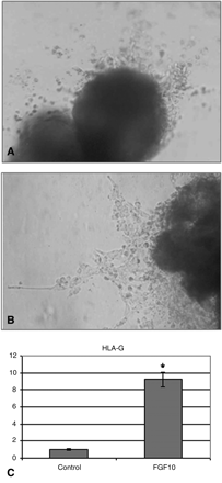 The effect of FGF10 on EVT outgrowth and migration in villous explant culture. Representative pictures of villous explants from 6–9 weeks' gestation that were cultured under condition of 4–8% O2 for 72 h with media alone (A) or with the addition of 250 ng/ml FGF10 (B). Quantitative RT–PCR demonstrating the effect of FGF10 on HLA-G expression compared to the control (C). Results are normalized to the levels of 18S and are presented as mean ± SD fold-change. *P < 0.05 compared with control