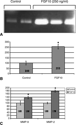 FGF 10 (250 ng/ml) increases trophoblast proteases uPA and MMPs activity. Densitometry of three zymographic studies is presented as mean ± SE. Results are standardized relative to control where control is considered 100. Representative gel of uPA activity (A), the effect of FGF 10 on uPA activity (B) and the effect of FGF 10 on MMP-9, MMP-2 activity (C). *P < 0.05 compared with control