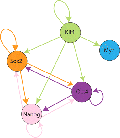Proposed hierarchy of key pluripotency network transcription factors showing auto-regulatory and cross-regulatory transcriptional loops (arrows). These factors are also able to induce pluripotency in somatic cells.