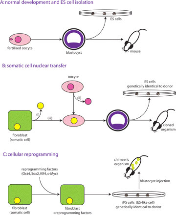 Methods for generating pluripotent stem cells.