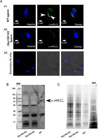 PLCζ is absent in Dpy19l2 knockout (KO) globozoospermic mouse sperm. (A) Sperm were stained with Hoechst (blue) and antibodies against mouse phospholipase C ζ (mPLCζ, green staining). PLCζ was located in the acrosome crescent and in the post-acrosomal area in wild-type (WT) sperm (A1). No PLCζ staining was observed on globozoospermic sperm (A2). No staining was observed with secondary antibody only (A3). (B) In WT sperm extracts, antibodies targeting mPLCζ immunodecorated a band of ∼74 kDa, which is the expected molecular weight of mouse PLCζ. Any band around 74 kDa and corresponding to PLCζ was detected in sperm extracts from Dpy19l2 KO globozoospermic sperm. (C) Similar loading of the different sperm extracts was controlled with TGX stain free™ precast gels.