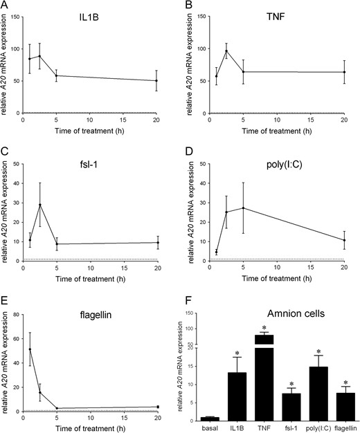 Effect of pro-inflammatory mediators on A20 expression in primary myometrial and amnion cells. (A–E) Human myometrial cells were incubated in the absence or presence of (A) 1 ng/ml IL1B, (B) 10 ng/ml TNF, (C) 250 ng/ml fsl-1, (D) 5 μg/ml poly(I:C) or (E) 1 μg/ml flagellin for 1, 2.5, five or 20 h (n = 6 patients per treatment). For all data, A20 mRNA expression was analysed by qRT-PCR and the fold change was calculated relative to basal. The dotted line denotes basal A20 levels at each time point. Data are displayed as mean ± SEM. (F) Human amnion cells were incubated in the absence or presence of 1 ng/ml IL-1β, 10 ng/ml TNF, 250 ng/ml fsl-1, 5 μg/ml poly(I:C) or 1 μg/ml flagellin for 2.5 h (n = 6 patients per treatment). For all data, A20 mRNA expression was analysed by qRT-PCR and the fold change was calculated relative to basal. Data are displayed as mean ± SEM. *P < 0.05 vs. basal (paired sample comparison).